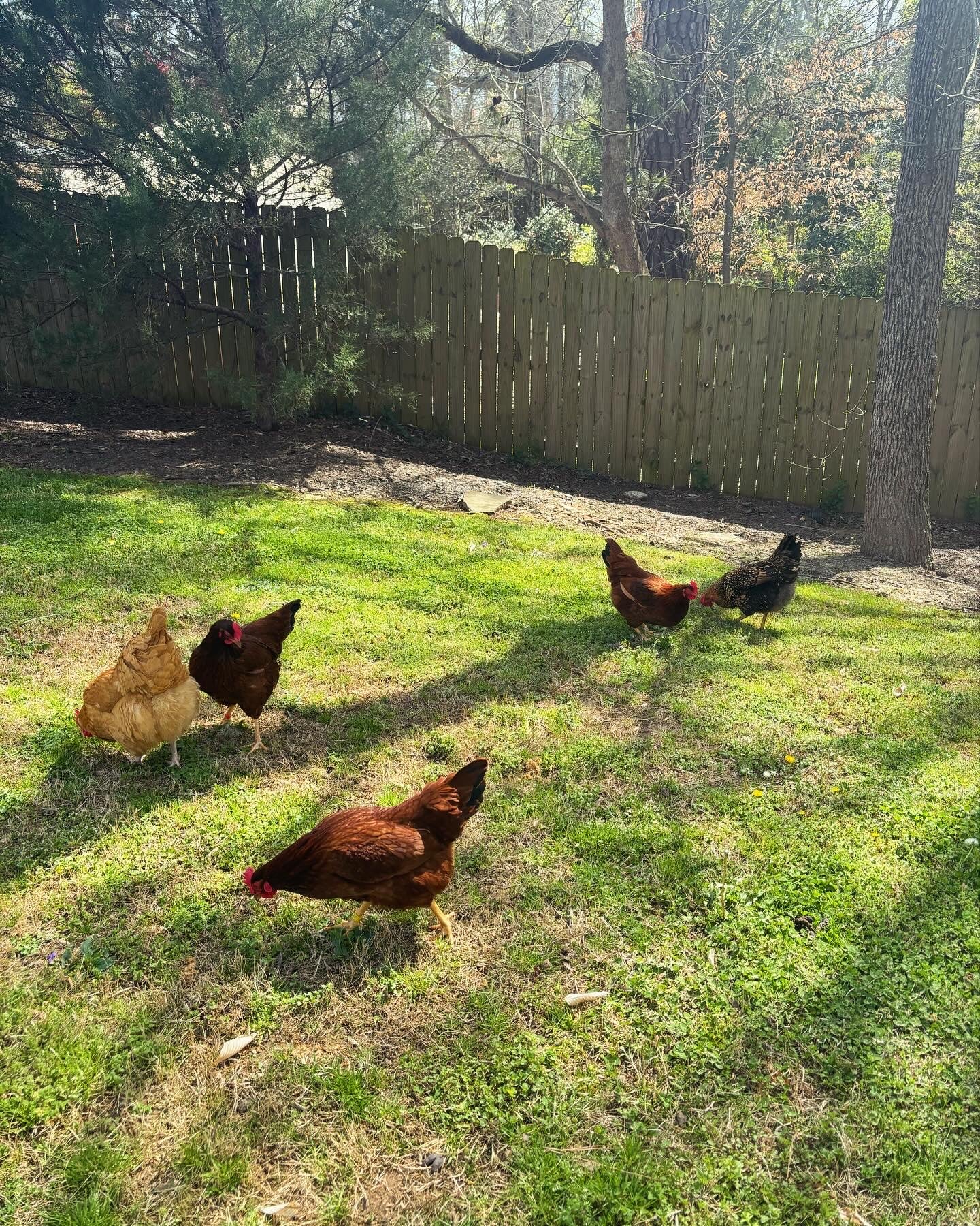 Donate to the Chickens!