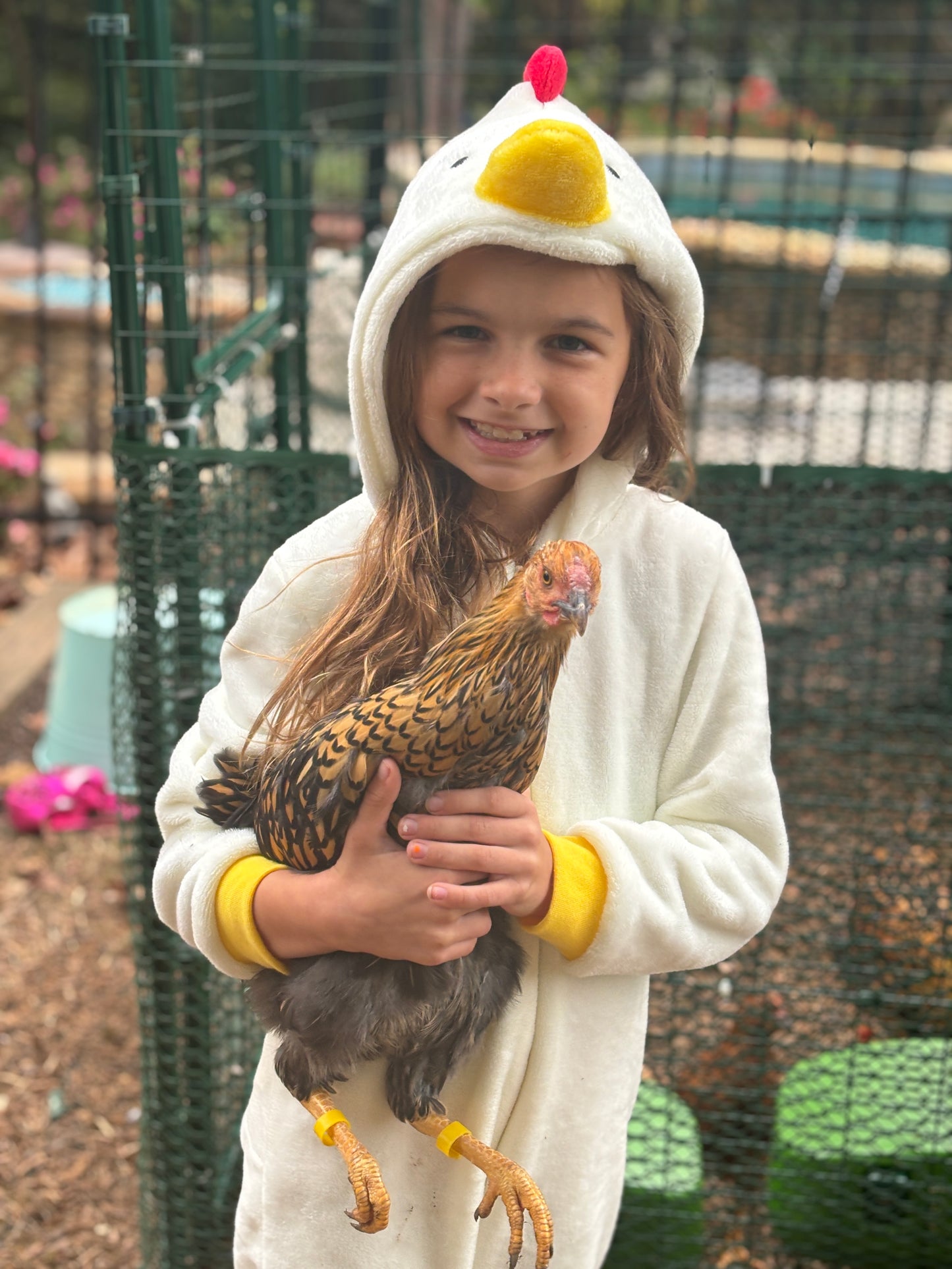 Donate to the Chickens!