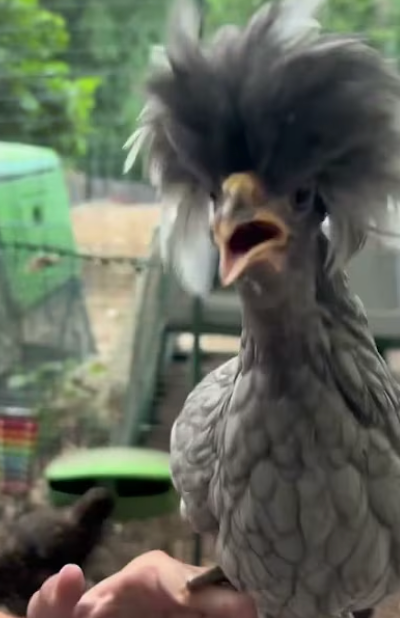 Close-up of a bird with a blurred background